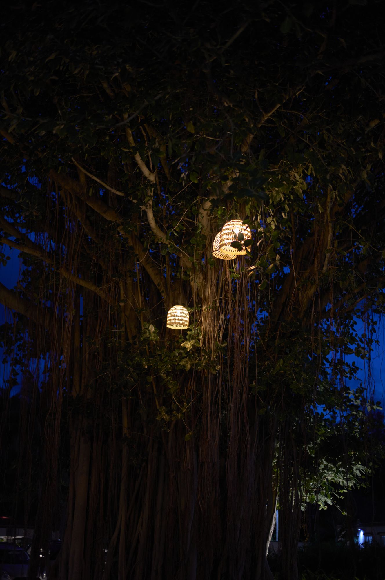 Lanterns glowing in a tree at dusk, soft bokeh against the deep blue evening, Mauritius.